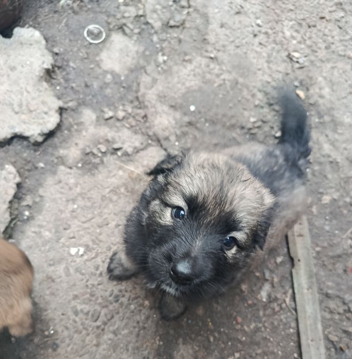 Отдам щенков в хорошие руки