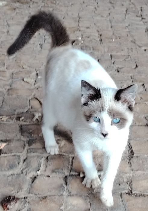 Animal para Doação