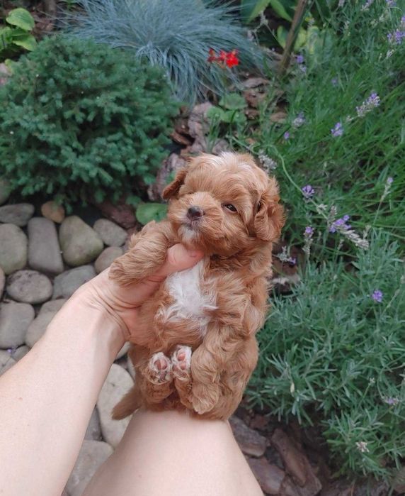 Найсолодша маленька дизайн-паняночка red caramel&white PomaPoo з Києва