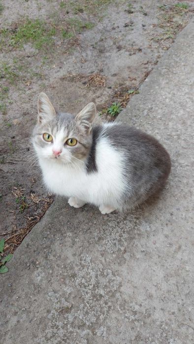 Віддаю кошенят безкоштовно