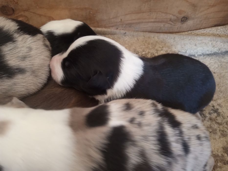 Suczka border collie