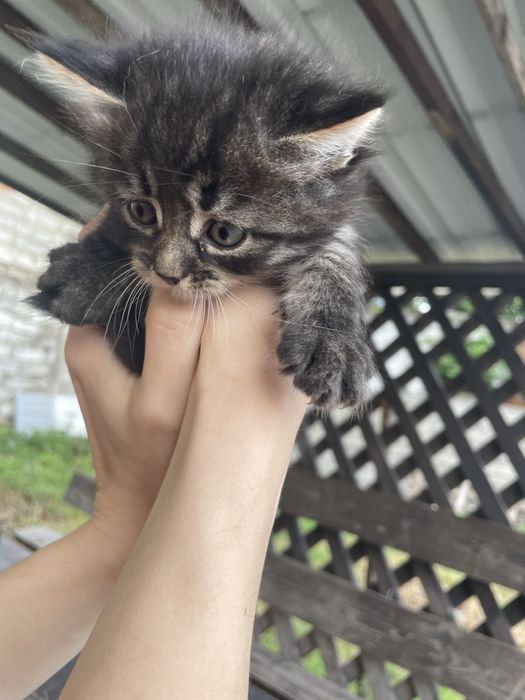 Котики. Кошенята. Кіт.