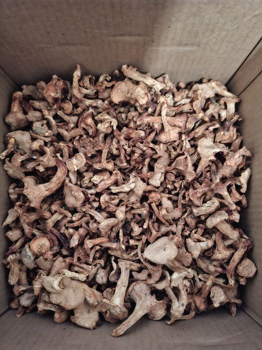 Grzyby suszone kurki,pieprznik 100 gram