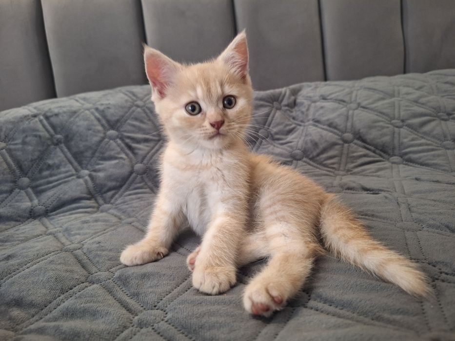 Кошенята,  2місяці.