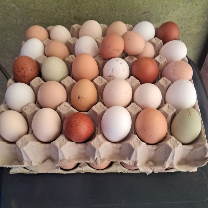 Jaja legowe mix ras