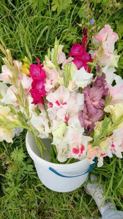 Гладіолус цибулини