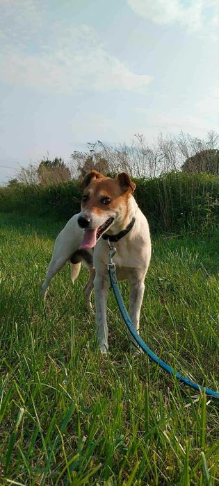 Piękny Łatek czeka na dom