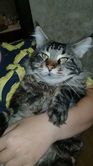 В'язка котів мейн кун