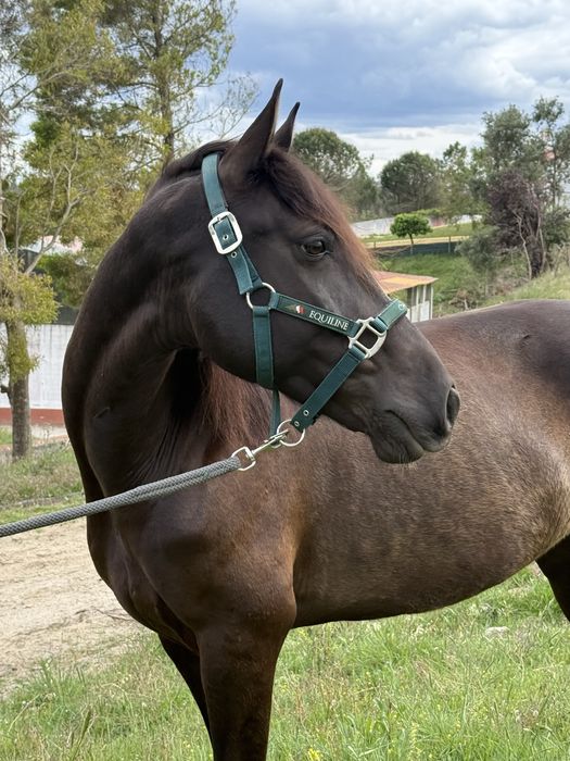 Cavalo Lusitano 8 anos