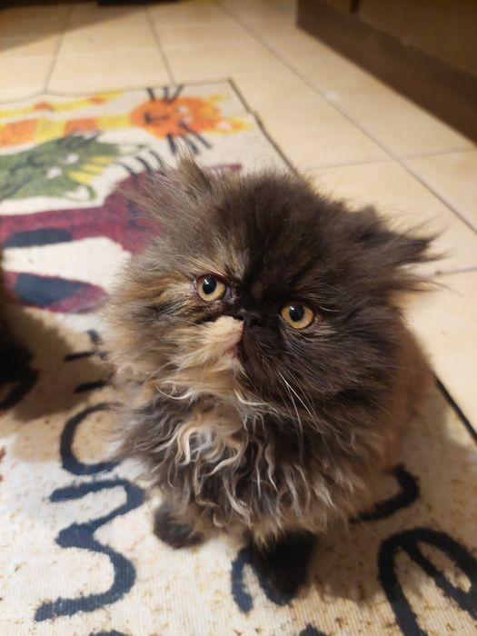 Kot perski   Perska kotka szylkretowa