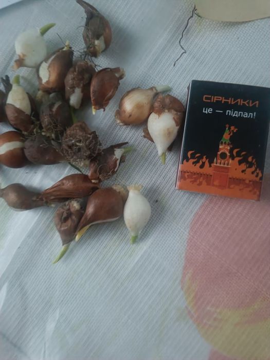 Цибулини ранніх тюльпан дітки.