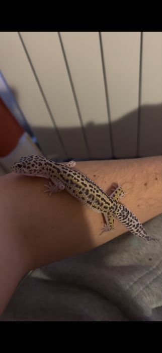 Gekon lamparci eublefar