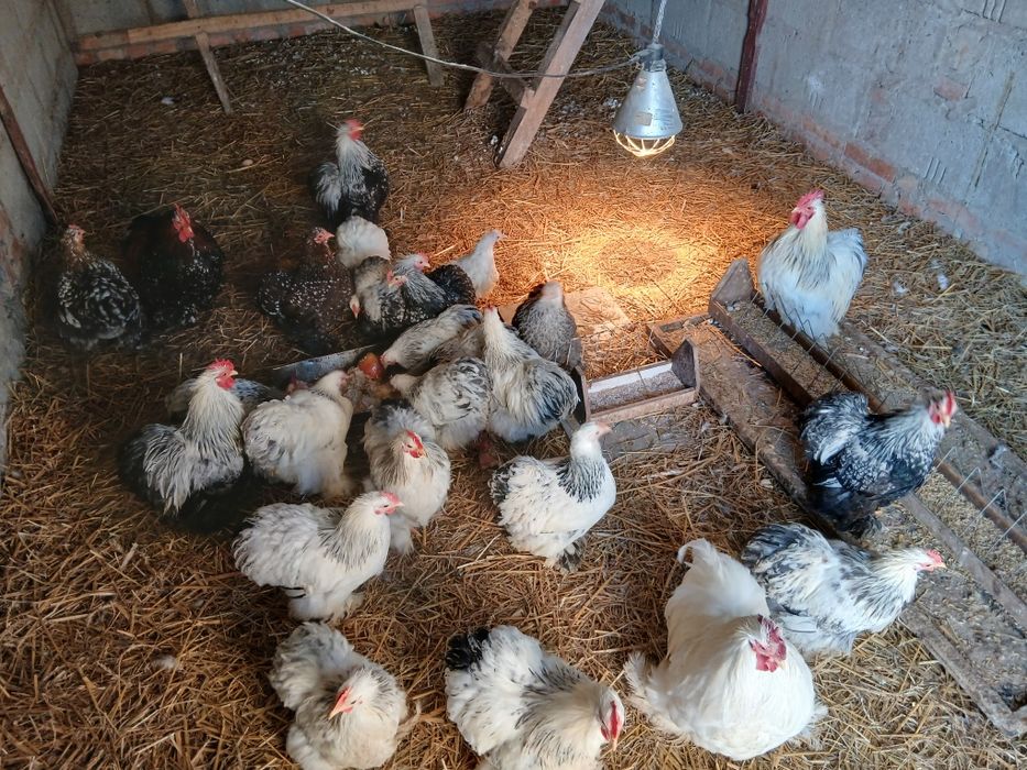 Kochiny miniaturowe karzełki