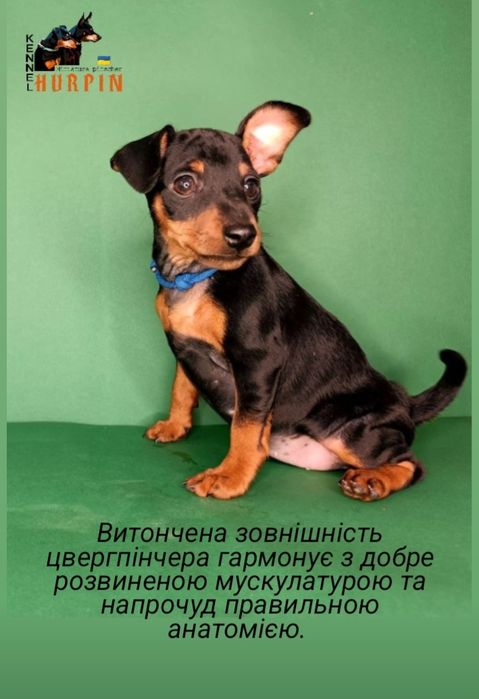 Цуценята цвергпінчера. Сама мала Службова порода!