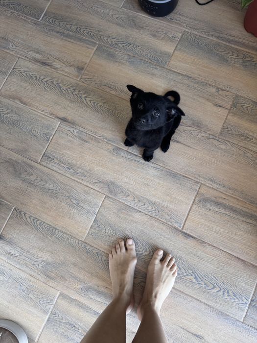 Цуценята хлопчики в добрі руки, будуть маленькі, до 9 кг