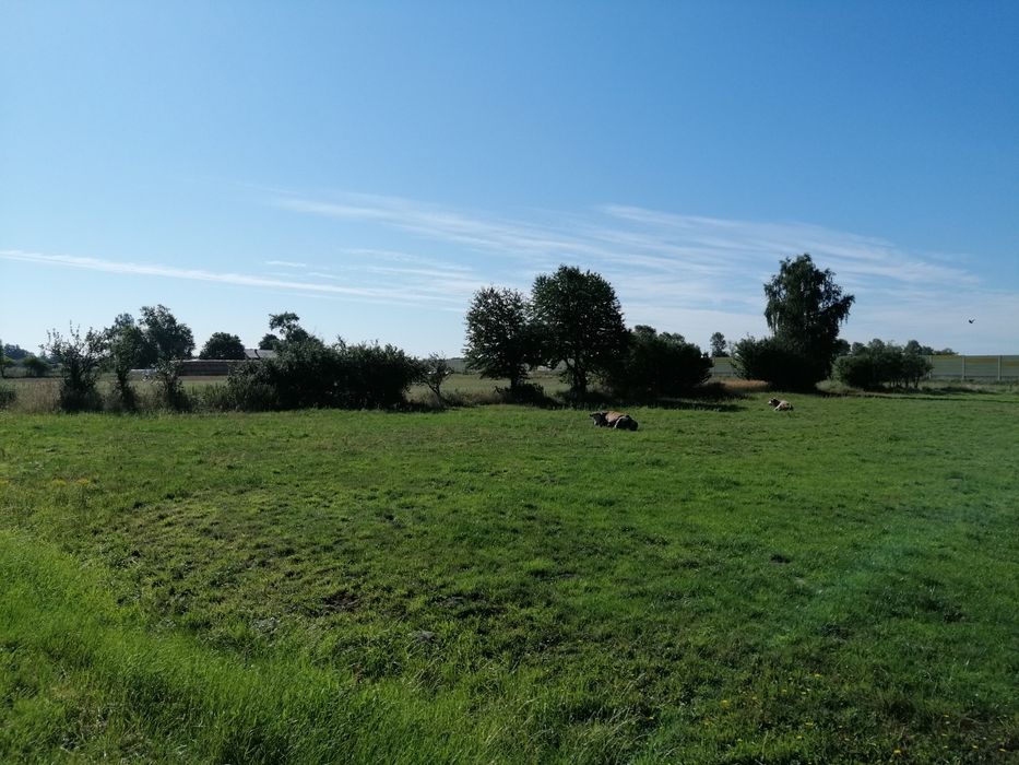 Drzewa owocowe do ścięcia.