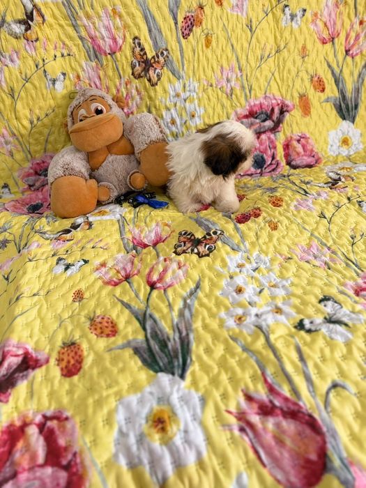 Shih-tzu macho excelente exemplar