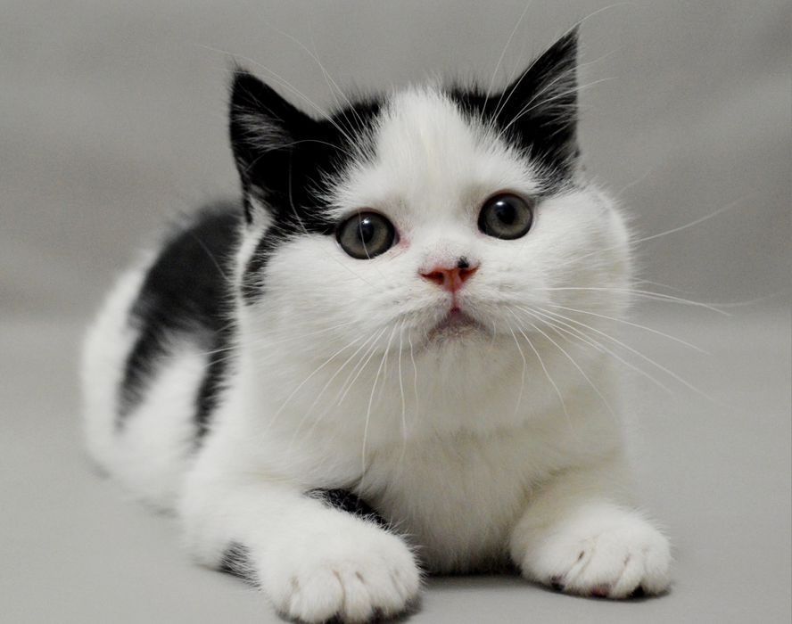 Шикарний шотландський прямовухий хлопчик з відмінним родовідом