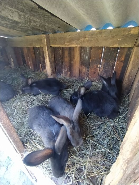 Кролі  поштучно 200 грн