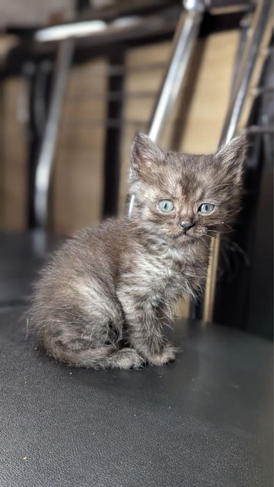 Кошення окрасу Колор-пойнт