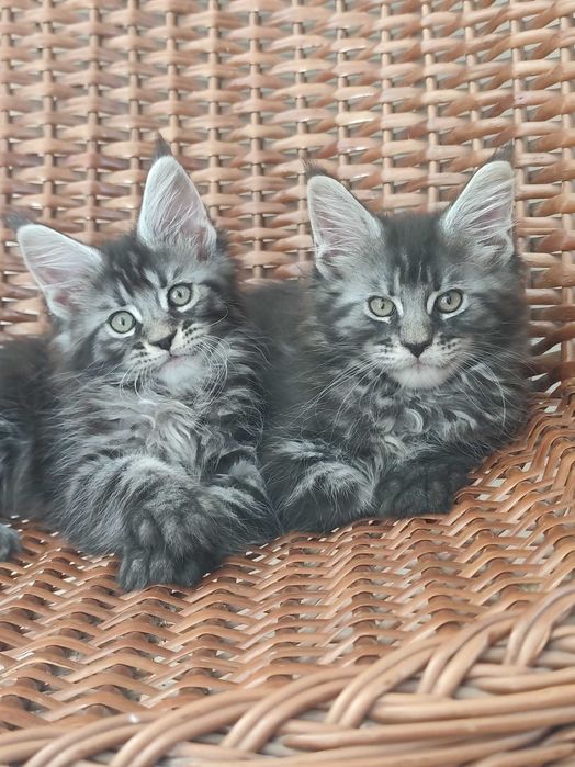 Gatinho Maine coon