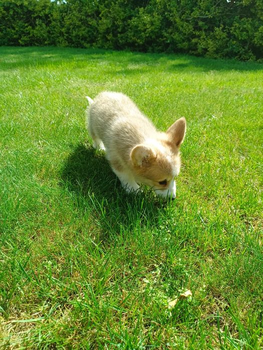 Suczka Welsh Corgi PEMBROKE - Kreda