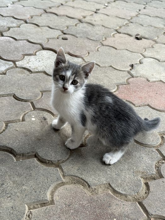 Кошенята в добрі руки