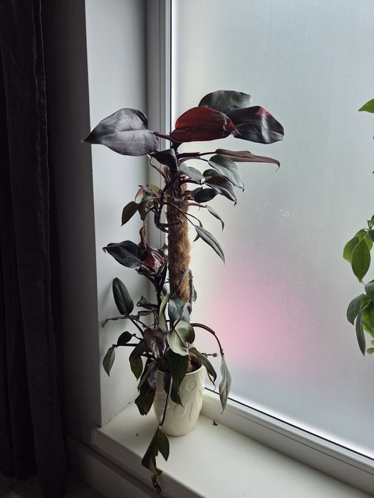 Philodendron Pink Princess olbrzym 75cm filodendron roślina doniczkowa