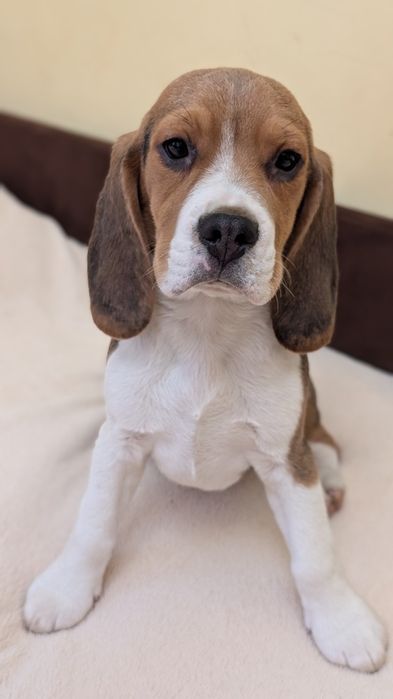 Найкращі біглята!