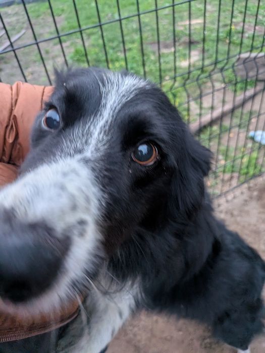 Border Collie z rodowodem szuka nowego domu