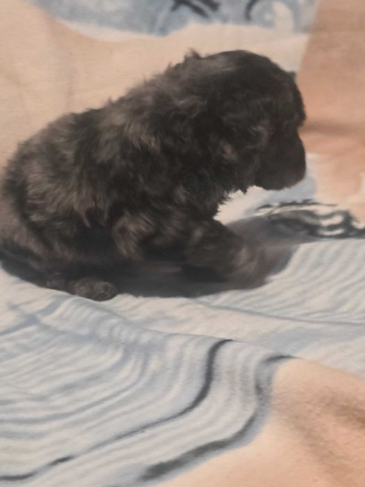 Szczeniaczek Maltipoo