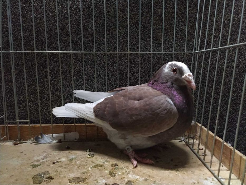 gołębie staropolskie