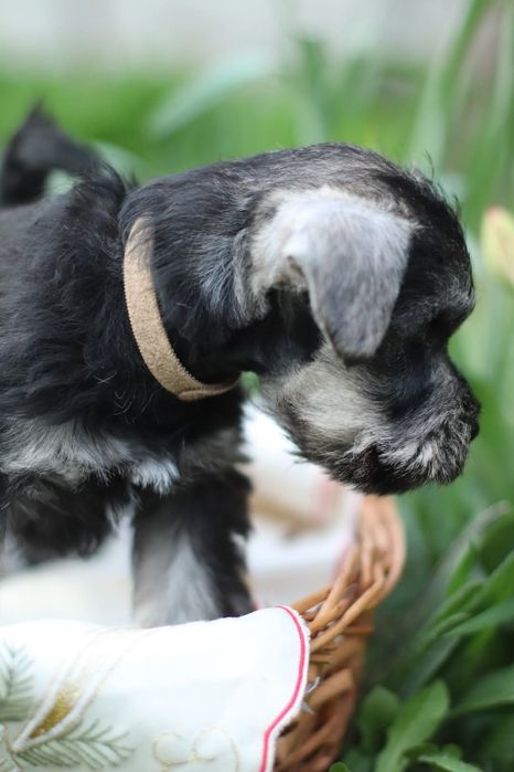 Перцы перцы перцы