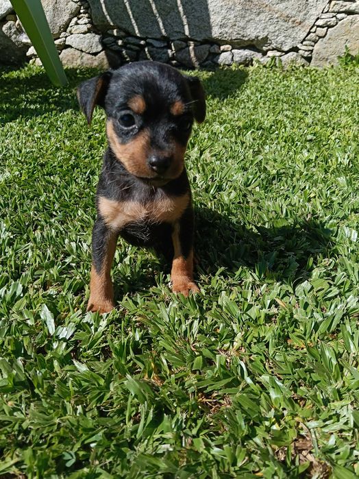 Fêmea pinscher linda