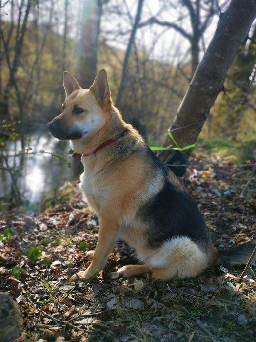 Róża - młoda suczka w typie owczarka niemieckiego szuka domu