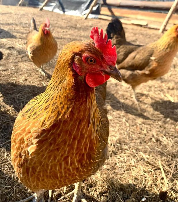 Nioski Zielononóżki Kuropatwiane. Wysyłamy!