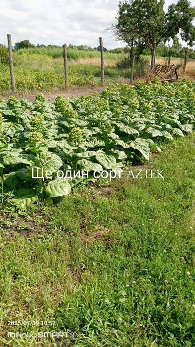 Продам насіння махорки.