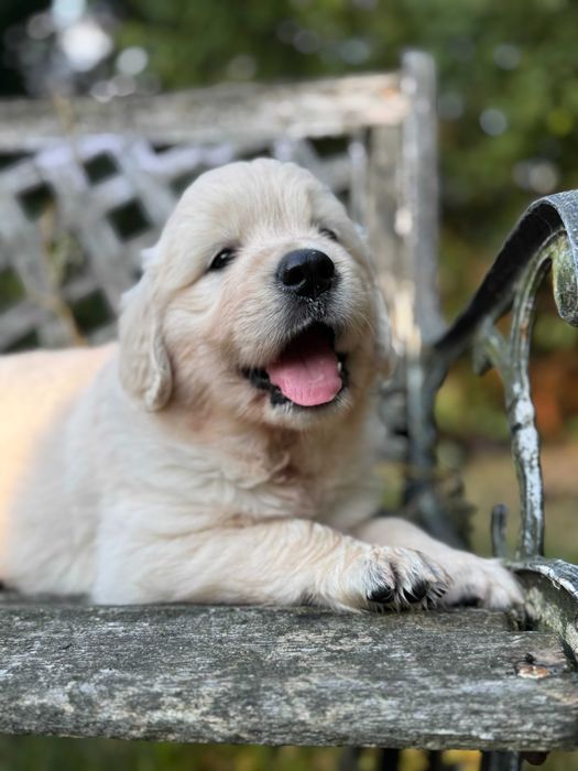 Golden Retriever szczenię piesek po przebadanych rodzicach hodowla ZKwP/ FCI do odbioru po 10.07