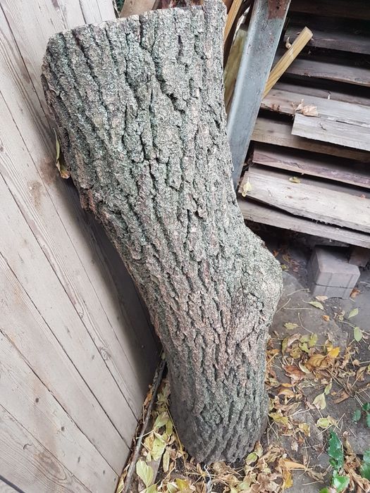 Duży pień gruszy
