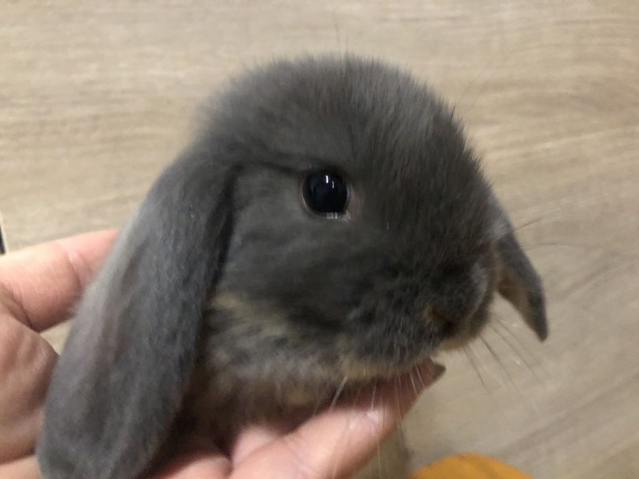 Висловухий кролик МініЛоп в типі Тедді