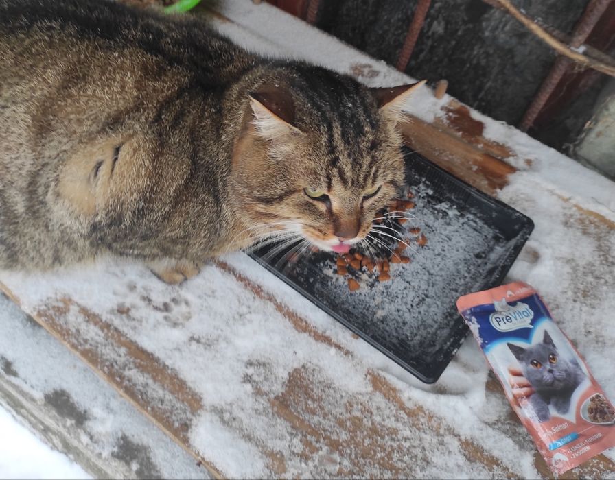 Котик  шукає родину .