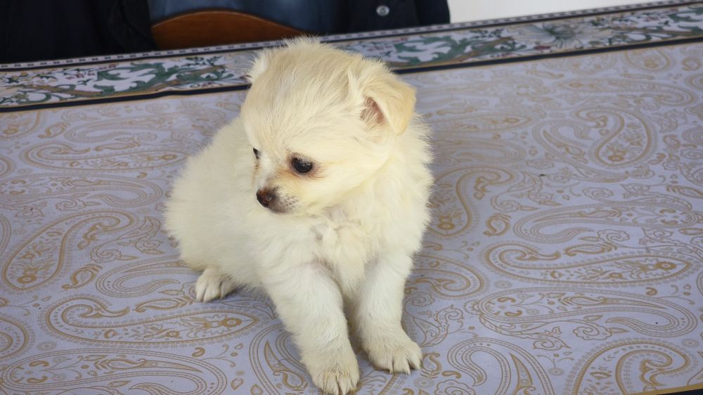 Chihuahua branco macho de pelo comprido