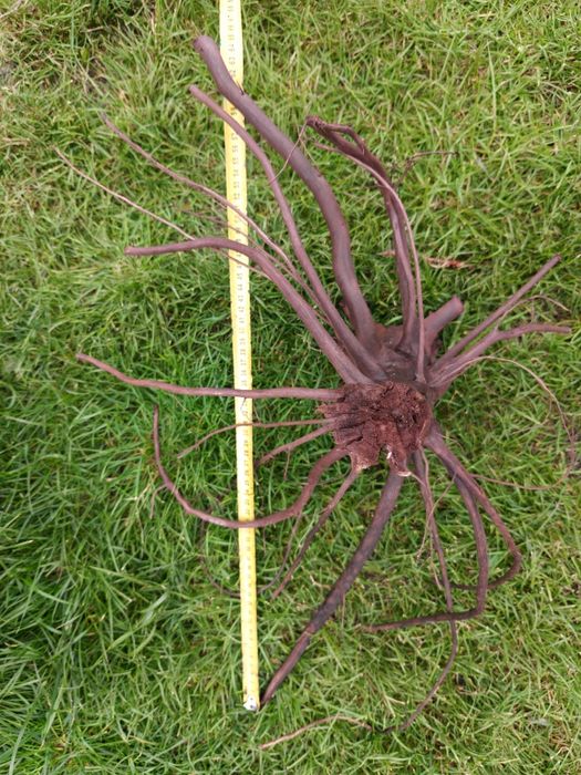 Коряга в аквариум