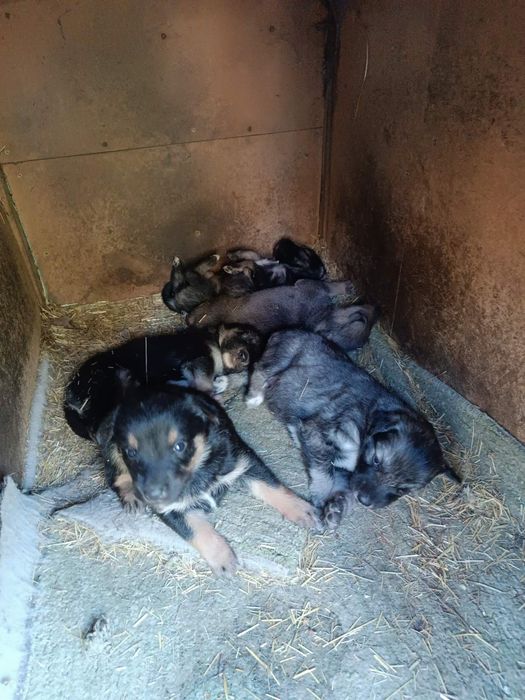 Відаємо цуциків 3дівчинки 2 хлопчика