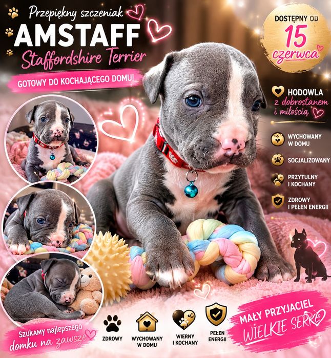 Blue Month – American Staffordshire Terrier( Blue)