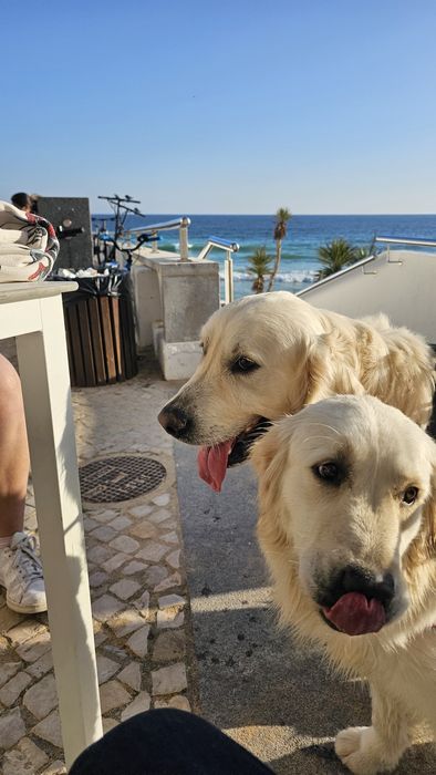 Golden Retriever com LOP
