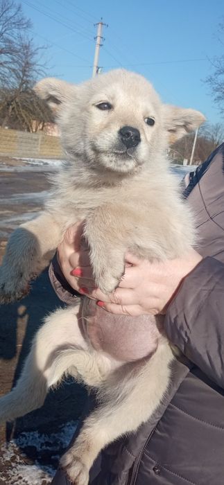 Маленькі цуцики в добрі руки
