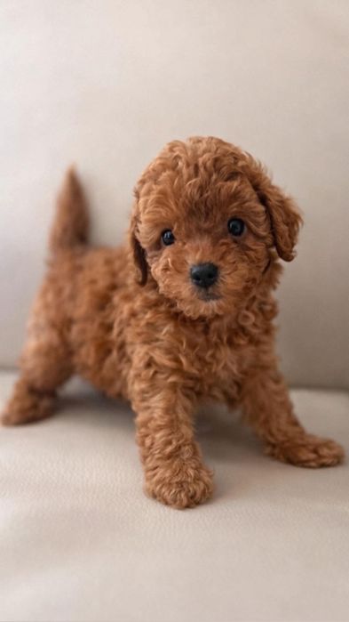 Дівчинка солодка квіточка