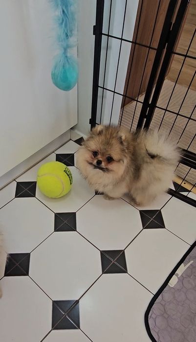 Mini Miś pomeranian 3mc  gotowy do odbioru