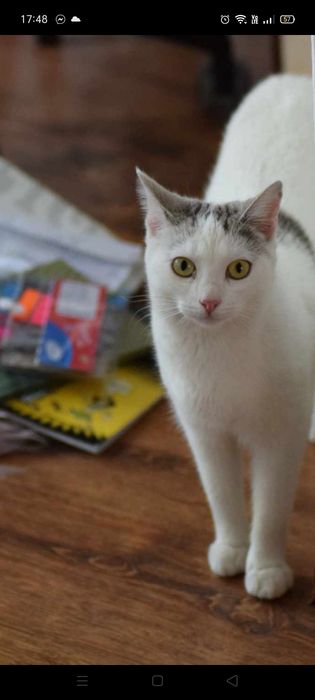 Zaginęła kotka Bieluszek!